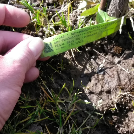 Vineyard «Stangeland Vineyards & Winery», reviews and photos, 8500 Hopewell Rd NW, Salem, OR 97304, USA