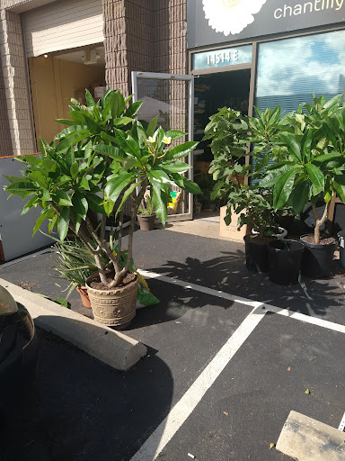 Florist «Chantilly Flowers», reviews and photos, 14514 Lee Rd E, Chantilly, VA 20151, USA