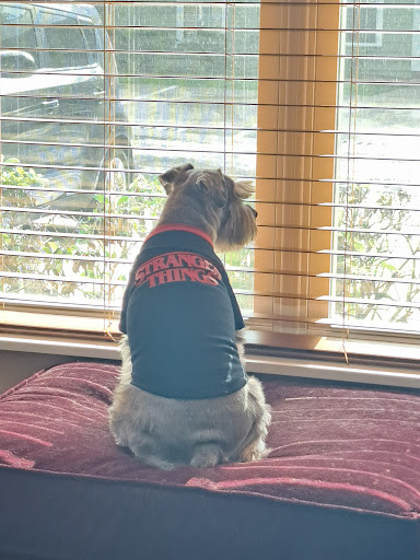 Pet Supply Store «PetSmart», reviews and photos, 11331 Causeway Blvd, Brandon, FL 33511, USA