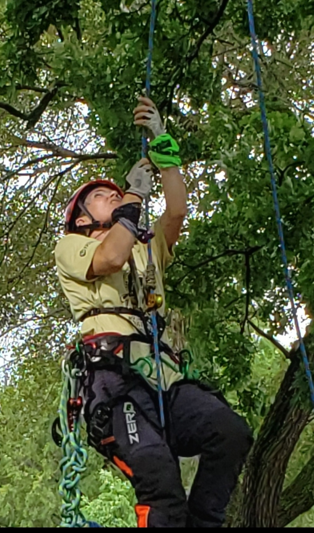 Tree Wizard Tree Services
