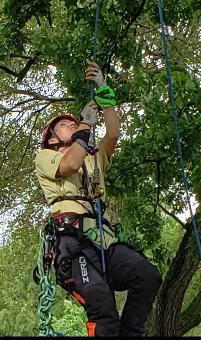 Tree Wizard Tree Service