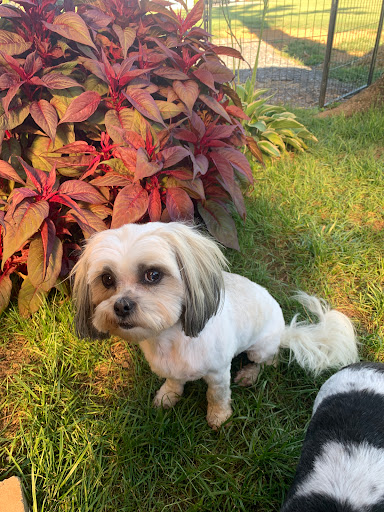 Groomingdales Pet Salon & Spa