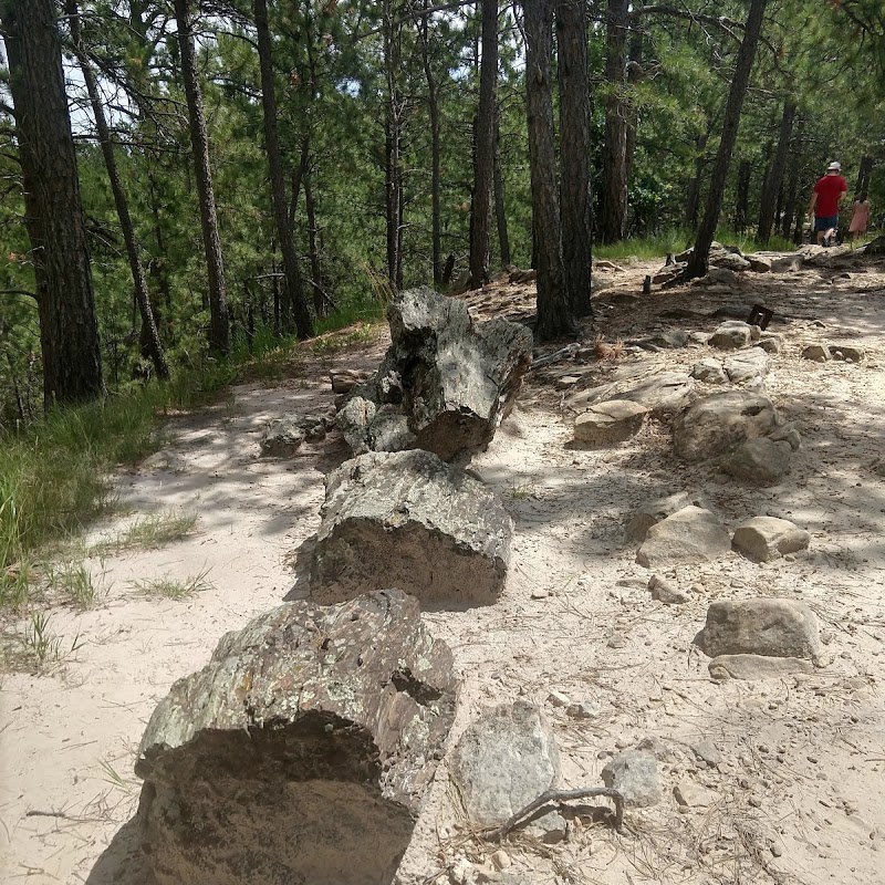 Black Hills Petrified Forest