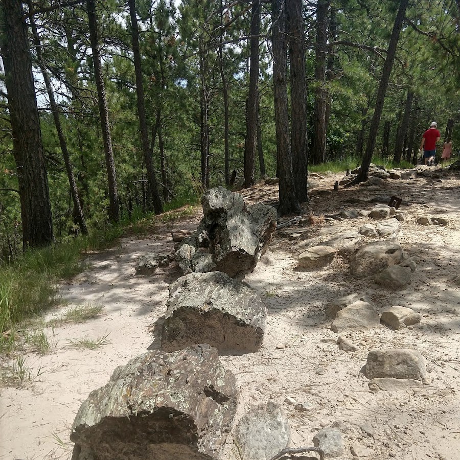 Black Hills Petrified Forest