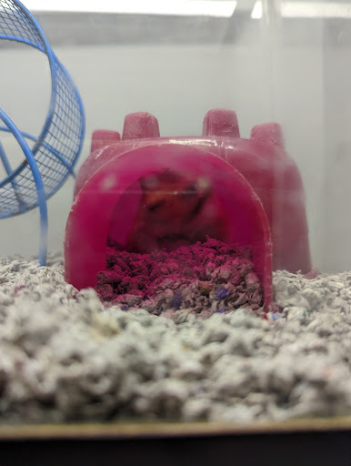 Pet Store «Just Pets», reviews and photos, 393 NY-5, Irving, NY 14081, USA