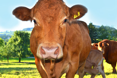 Gut Animos – Limousin BIO-Rinder-Zucht