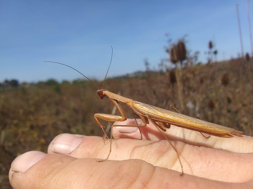 Toyota Dealer «Lithia Toyota of Springfield», reviews and photos, 163 S 9th St, Springfield, OR 97477, USA