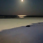 Photo n°1 de l'avis de Gianfranco.� fait le 02/02/2024 à 21:51 sur le  Hotel Sea Lion à Montesilvano