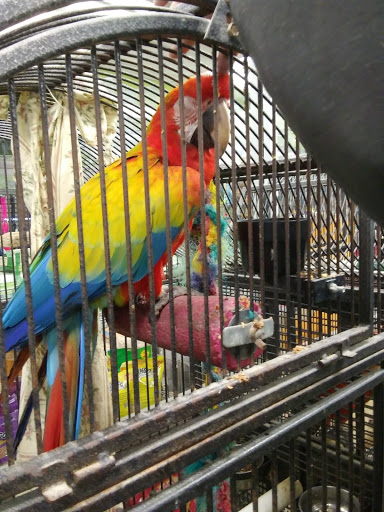 Pet Store «Parrots Of The World Aquarium and Pet Center», reviews and photos, 316 Sunrise Hwy #1, Rockville Centre, NY 11570, USA
