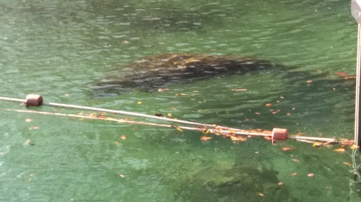 Thrift Store «Crystal River Super Thrift Store», reviews and photos, 820 S Suncoast Blvd, Homosassa, FL 34448, USA