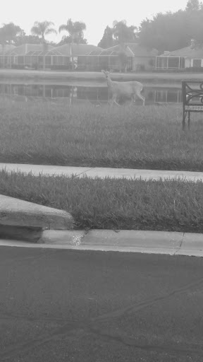 Golf Club «Crescent Oaks Golf Club», reviews and photos, 3300 Crescent Oaks Blvd, Tarpon Springs, FL 34688, USA