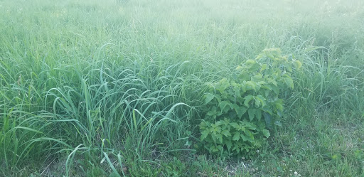 Park «Mather Woods Forest Preserve», reviews and photos, 25032 W Renwick Rd, Plainfield, IL 60544, USA