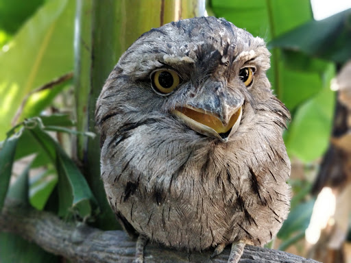 Water Park «Discovery Cove», reviews and photos, 6000 Discovery Cove Way, Orlando, FL 32821, USA