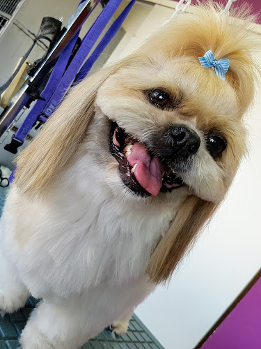 SUPERBICHOS - Consultório Veterinário e Dog Grooming - Torres Vedras