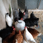 Photo n°1 de l'avis de Nicola.a fait le 03/09/2019 à 10:12 sur le  Caffe' Nazionale à Valbrenta