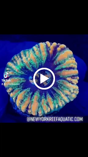 Tropical Fish Store «New York Reef Aquatic», reviews and photos, 45-62 162nd St, Flushing, NY 11358, USA