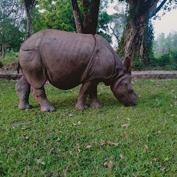 Hotel tiger tops sauraha