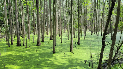 Park «Glassboro Wildlife Management Area», reviews and photos, Fries Mill Rd, Clayton, NJ 08312, USA