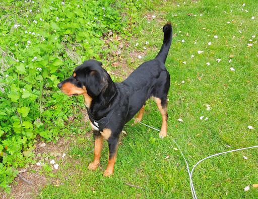 PetVet Vaccination Clinic image