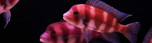 Aquarium «Fargo Aquariums», reviews and photos, 2220 Main Ave E f, West Fargo, ND 58078, USA