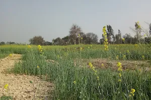 sheikh faraz garden image