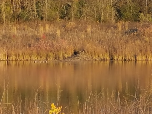 Nature Preserve «Meacham Forest Preserve», reviews and photos, Circle Ave, Bloomingdale, IL 60108, USA