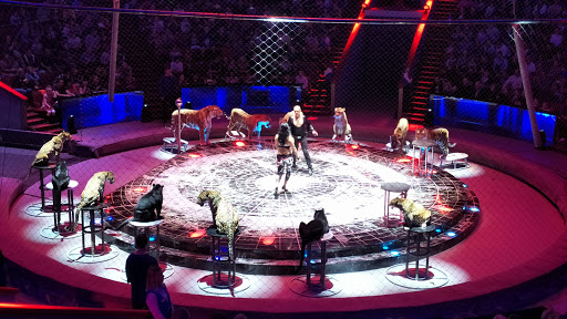 цирковые представления Москва
