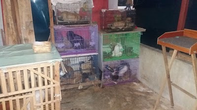 Photos of Kelinci Holland Lop Bandung