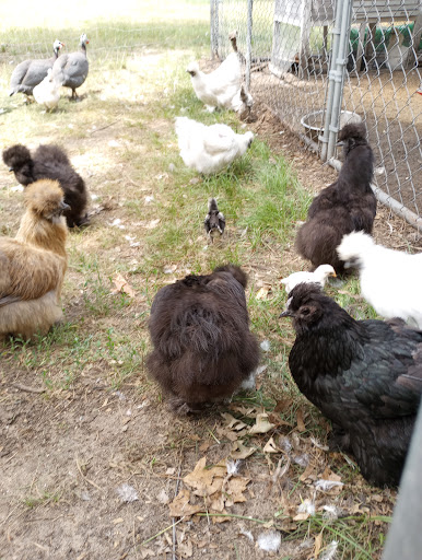Sublime Silkie Acres