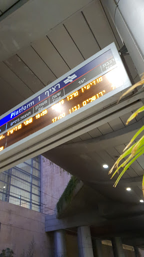 נשר תורס