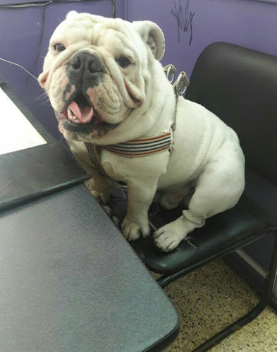 "Mascotitas vet" Veterinaria - Veterinario