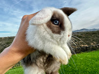 Talia's Tails - Photo 3 - Car repair in San Diego, CA, San Diego