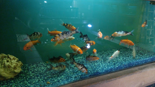 Tropical Fish Store «Ocean Aquarium», reviews and photos, 6820 E Black Horse Pike, Egg Harbor Township, NJ 08234, USA