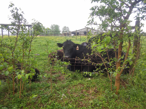 Disc Golf Course «Lovers Lane Disc Golf Course», reviews and photos, 385 Lovers Ln, Bowling Green, KY 42103, USA