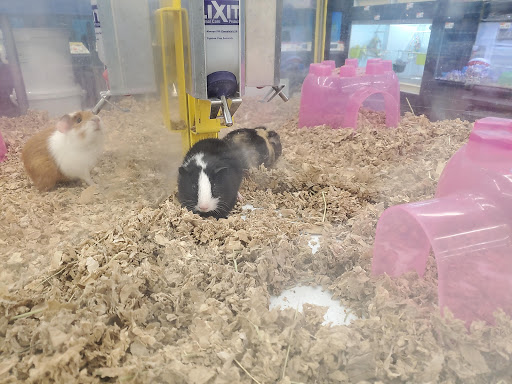 Pet Supply Store «Pet Supplies Plus», reviews and photos, 14839 Detroit Ave, Lakewood, OH 44107, USA