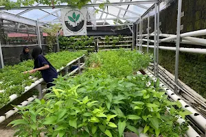 Kebun Sayur Organik "KT Gemah Ripah" Bausasran Yogyakarta image