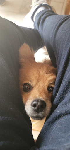 Pet Supply Store «PetSmart», reviews and photos, 4230 Pueblo Fwy, Pueblo, CO 81008, USA