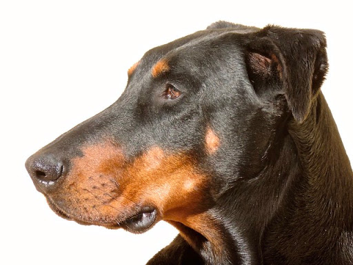 Dog Park «Mt. Airy Dog Park», reviews and photos, 3006 Westwood Northern Blvd, Cincinnati, OH 45211, USA