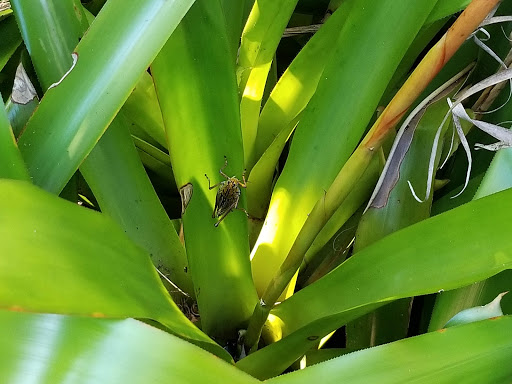 Zoo «Central Florida Zoo & Botanical Gardens», reviews and photos, 3755 NW Hwy 17-92, Sanford, FL 32771, USA