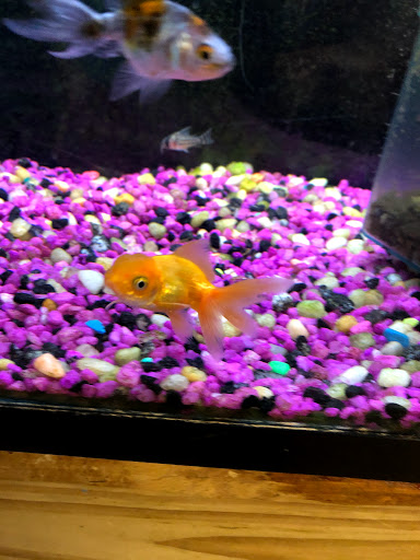 Pet Store «Colchester pet Shop LLC», reviews and photos, 111 Loomis Rd #2a, Colchester, CT 06415, USA