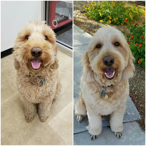 Pet Supply Store «Petco Animal Supplies», reviews and photos, 3577 S Rainbow Blvd, Las Vegas, NV 89103, USA