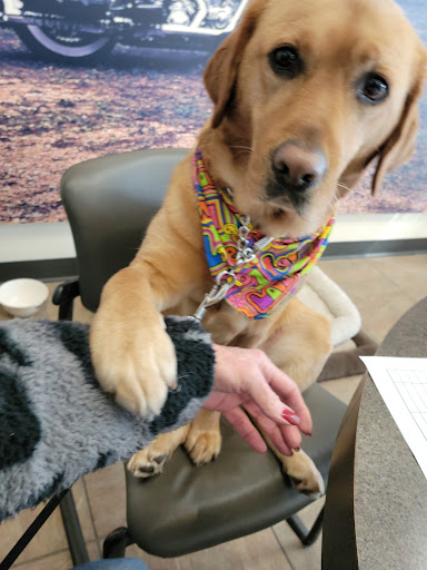 Harley-Davidson Dealer «Harley-Davidson of Danbury», reviews and photos