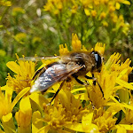 Photo n°2 de l'avis de Alexander.r fait le 25/07/2022 à 12:38 sur le  Bergwelt Kandel Ausflugsrestaurant à Waldkirch