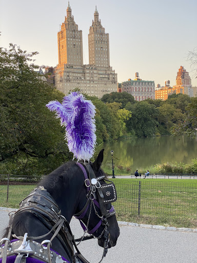 NYC Central Park Horse Carriage Rides Since 1858