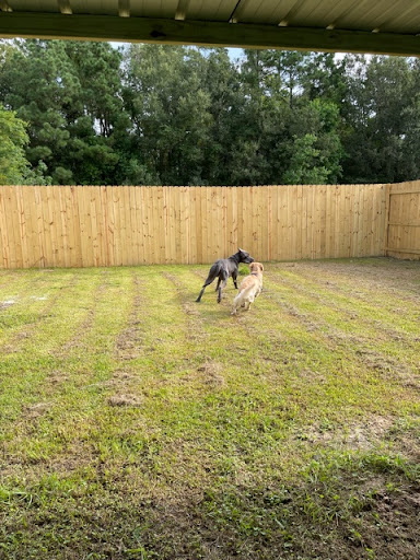 K9 Devine Little Cypress