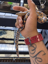 CnB Reptile - Photo 4 - Car repair in Phoenix, AZ, Phoenix