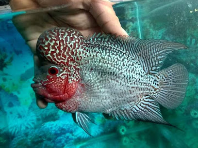 YF Flowerhorn