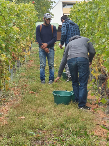 Rezensionen über Lavanchy Vins in Neuenburg - Bioladen