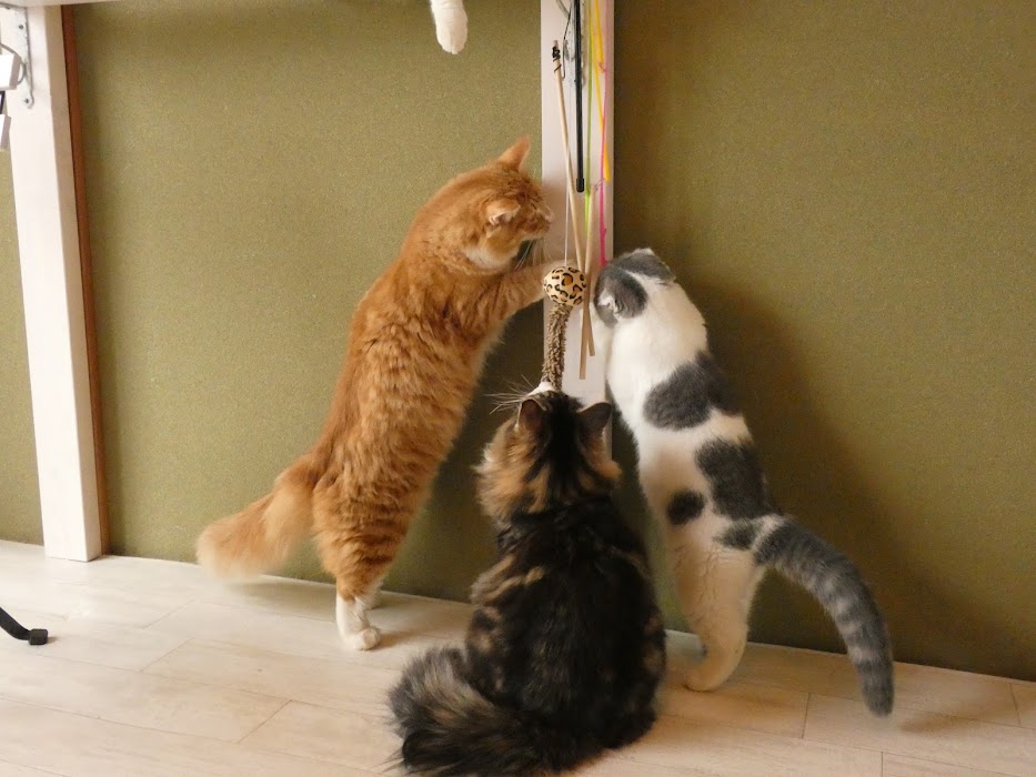 梅田 猫カフェぐるぐる堂 中崎町店 の評判は レビューチェッカー