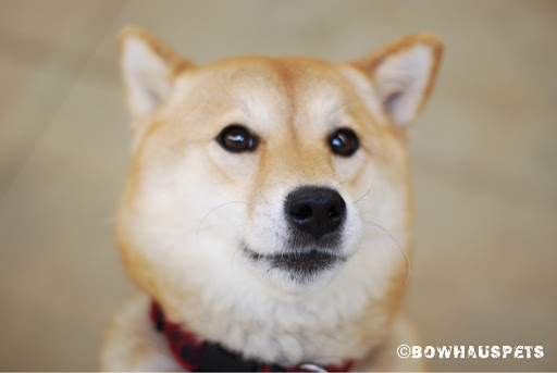 Dog Day Care Center «The Bowhaus Pet Company», reviews and photos, 2472 E Colorado Blvd, Pasadena, CA 91107, USA